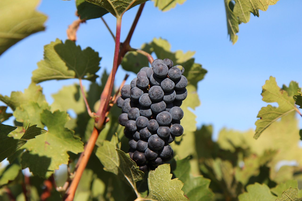 il vino piu' costoso al mondo