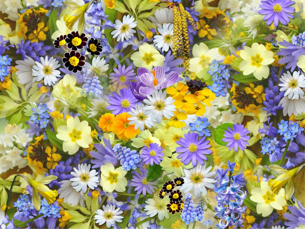 fiori di primavera in terrazza
