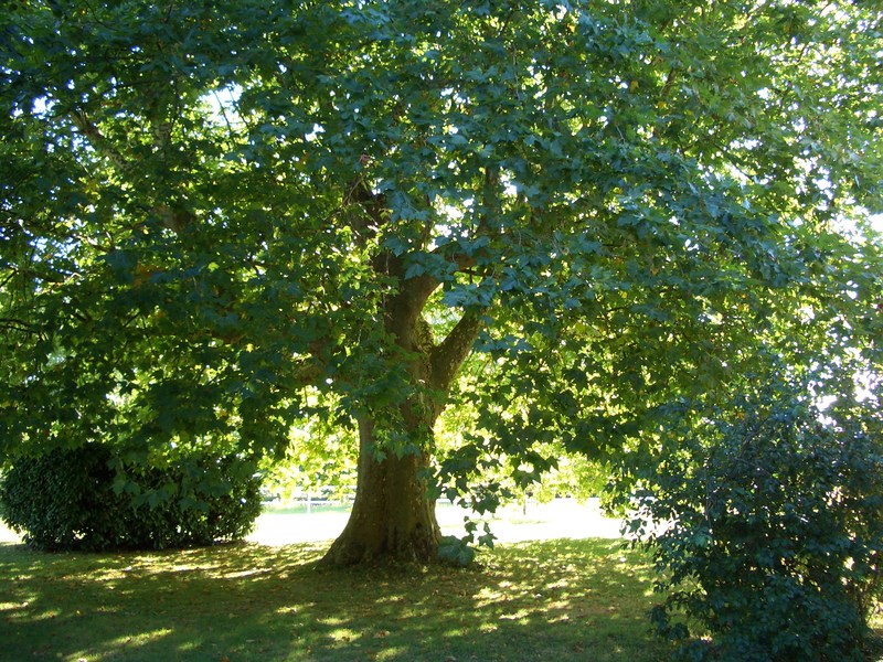 platanes