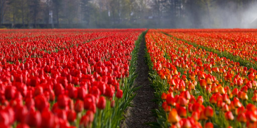 tulipani