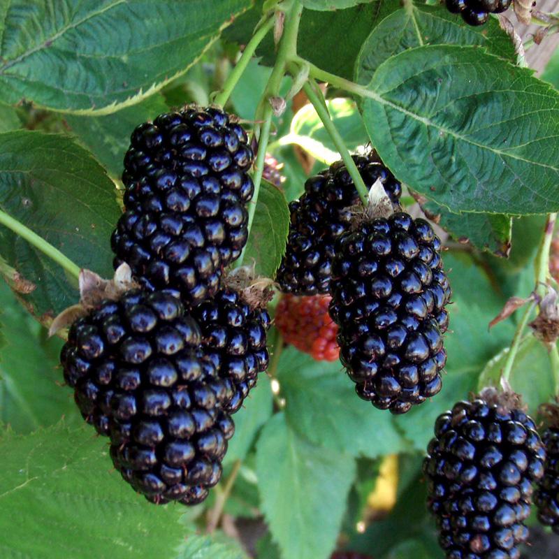 marionberry LASP