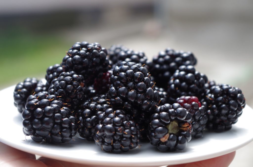 marionberry