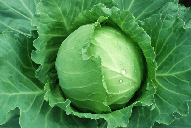 orto in cucina
