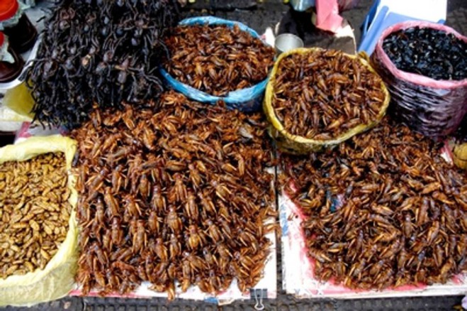 mangiare insetti