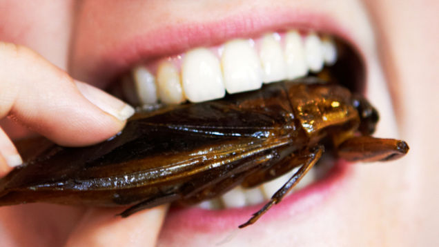 mangiare insetti