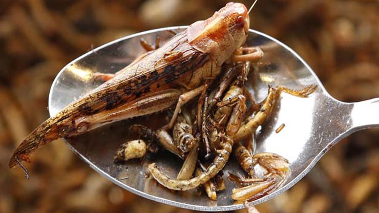 mangiare insetti
