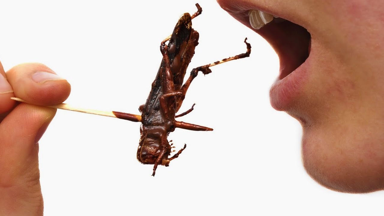mangiare insetti
