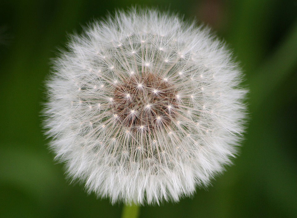 cibi contro le allergie