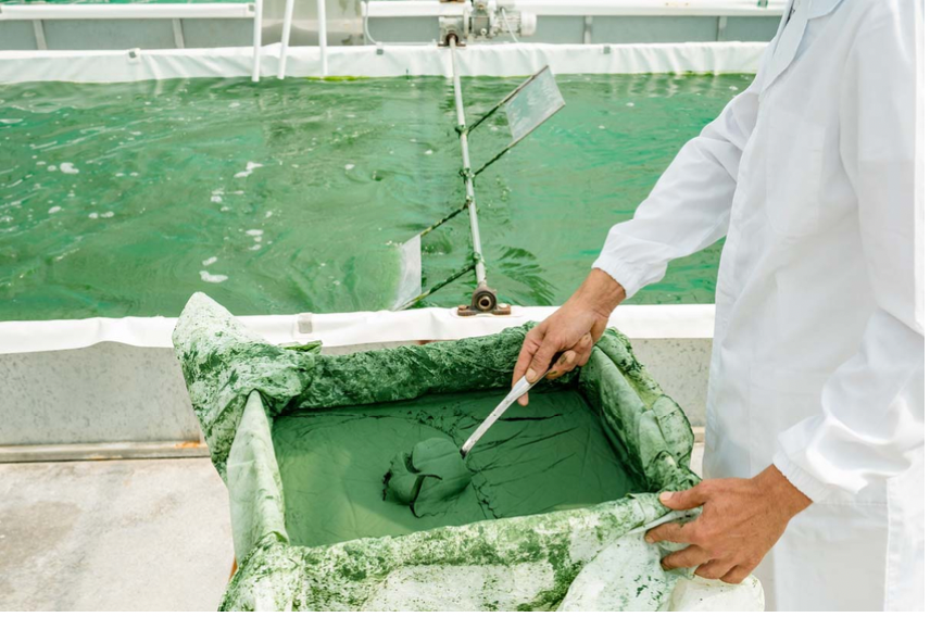 alga spirulina