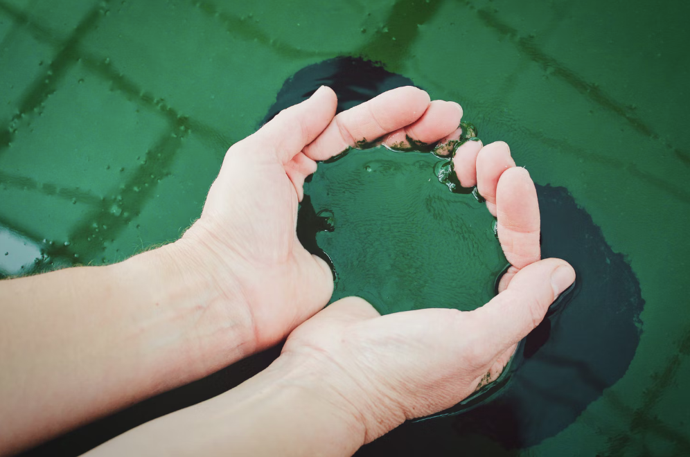 alga spirulina colore
