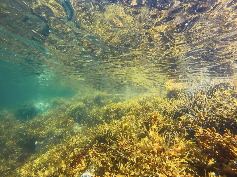 alga spirulina